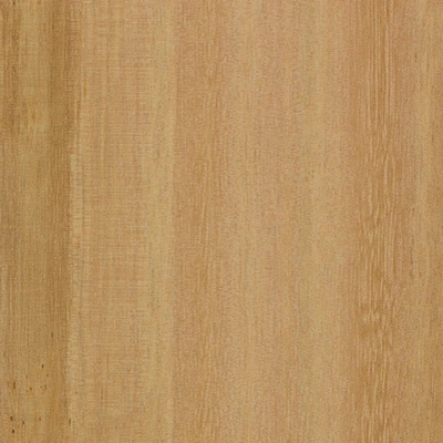 Eucalyptus material texture