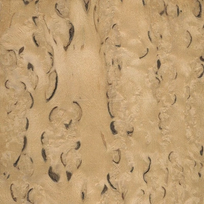 Masur Birch material texture