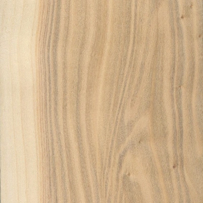 Silver poplar material texture